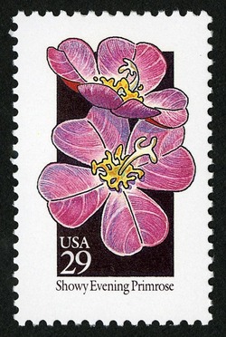 Showy Evening Primrose United States Postage Stamp | Wildflowers