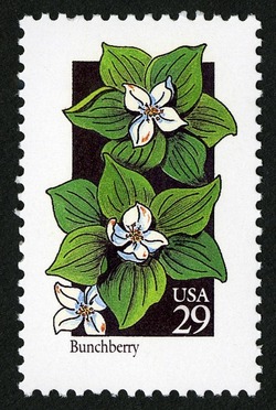 Bunchberry United States Postage Stamp | Wildflowers