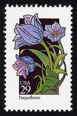 Pasqueflower United States Postage Stamp | Wildflowers