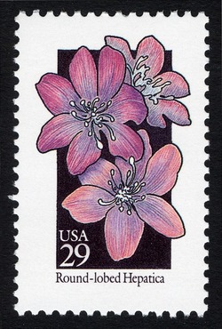 Round-lobed Hepatica United States Postage Stamp | Wildflowers