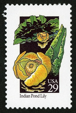 Indian Pond Lily United States Postage Stamp | Wildflowers