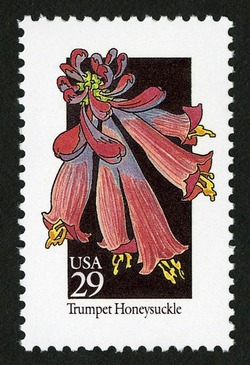 Trumpet Honeysuckle United States Postage Stamp | Wildflowers