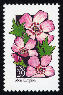 Moss Campion United States Postage Stamp | Wildflowers