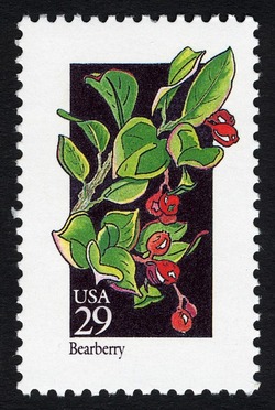 Bearberry United States Postage Stamp | Wildflowers