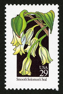 Smooth Solomon's Seal United States Postage Stamp | Wildflowers