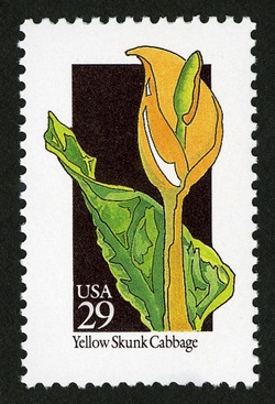 Yellow Skunk Cabbage United States Postage Stamp | Wildflowers