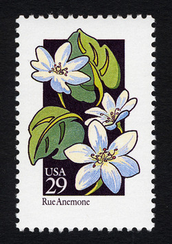 Rue Anemone United States Postage Stamp | Wildflowers