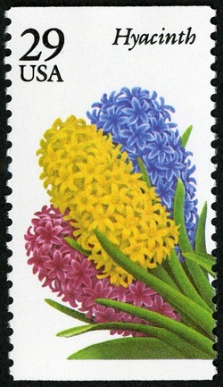 Hyacinth United States Postage Stamp | Garden Flowers