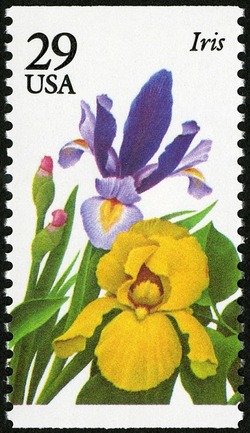 Iris United States Postage Stamp | Garden Flowers