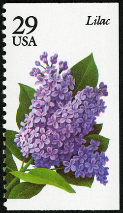 Lilac United States Postage Stamp | Garden Flowers