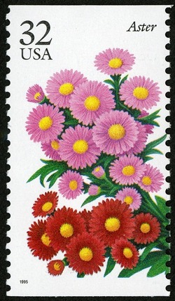 Aster United States Postage Stamp | Fall Garden Flowers