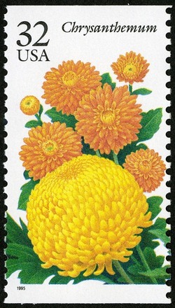 Chrysanthemum United States Postage Stamp | Fall Garden Flowers