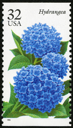 Hydrangea United States Postage Stamp | Fall Garden Flowers