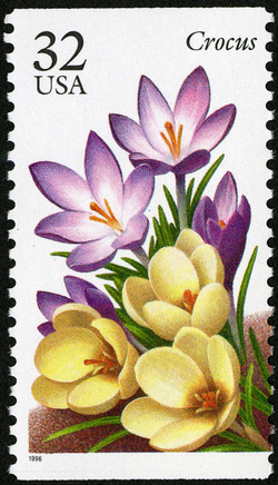 Crocus United States Postage Stamp | Winter Flowers
