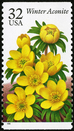 Winter Aconite United States Postage Stamp | Winter Flowers