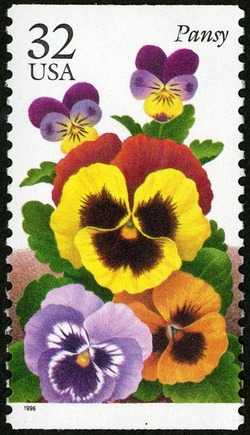 Pansy United States Postage Stamp | Winter Flowers