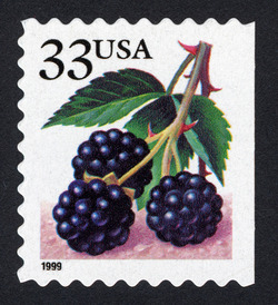Blackberries - 1999 Date - Perf 9.5 X 10 United States Postage Stamp | Berries