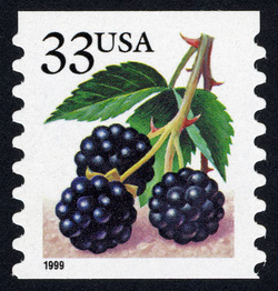 Blackberries - 1999 Date - Horizontal Imperforate United States Postage Stamp | Berries
