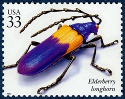 Elderberry Longhorn United States Postage Stamp | Insects and Spiders