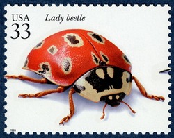 Lady Beetle United States Postage Stamp | Insects and Spiders
