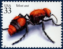 Velvet Ant United States Postage Stamp | Insects and Spiders