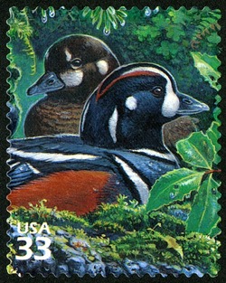 Harlequin Duck United States Postage Stamp | Pacific Coast Rain Forest