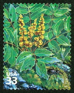 Dwarf Oregongrape and Snail-eating Ground Beetle United States Postage Stamp | Pacific Coast Rain Forest