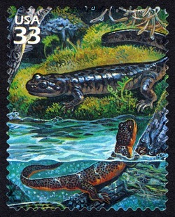 Pacific Giant Salamander and Rough-skinned Newt United States Postage Stamp | Pacific Coast Rain Forest