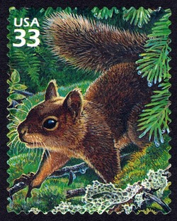 Douglas Squirrel and Foliose Lichen United States Postage Stamp | Pacific Coast Rain Forest