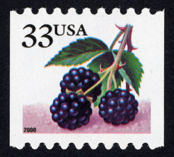 Blackberries - 2000 Date - Vertical Imperforate United States Postage Stamp | Berries