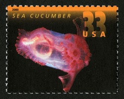 Sea Cucumber United States Postage Stamp | Deep Sea Creatures