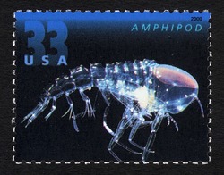 Amphipod United States Postage Stamp | Deep Sea Creatures