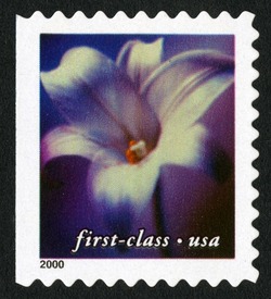 White Lily - First-Class - Perf 10.5 X 10.75 United States Postage Stamp | Flowers