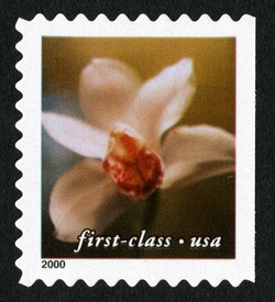 Cymbidium Orchid - First-Class - Perf 10.5 X 10.75 United States Postage Stamp | Flowers