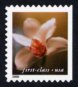 Cymbidium Orchid - First-Class - Pert 11.5 X 11.75 United States Postage Stamp | Flowers