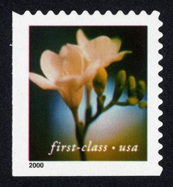 Freesia - First-Class - Pert 11.5 X 11.75 United States Postage Stamp | Flowers