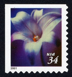 White Lily - Booklet Single - Perf 10.25 X 10.75 United States Postage Stamp | Flowers