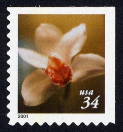 Cymbidium Orchid - Booklet Single - Perf 10.25 X 10.75 United States Postage Stamp | Flowers