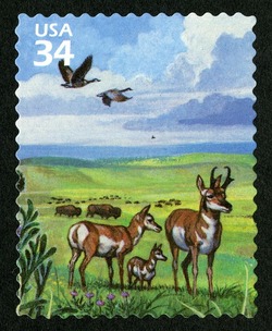 Pronghorns and Canada Geese United States Postage Stamp | Great Plains Prairie
