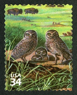 Burrowing Owls United States Postage Stamp | Great Plains Prairie