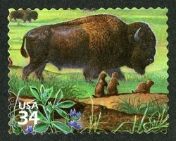 American Buffalo United States Postage Stamp | Great Plains Prairie
