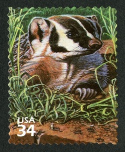 Badger United States Postage Stamp | Great Plains Prairie