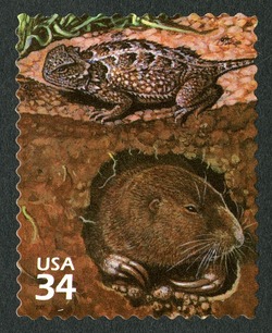 Eastern Short-horned Lizard and Plains Pocket Gopher United States Postage Stamp | Great Plains Prairie