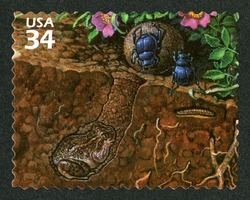 Plains Spadefoot and Dung Beetle United States Postage Stamp | Great Plains Prairie