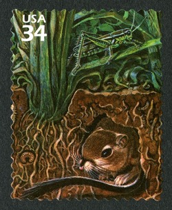 Two-striped Grasshopper and Ord's Kangaroo Rat United States Postage Stamp | Great Plains Prairie