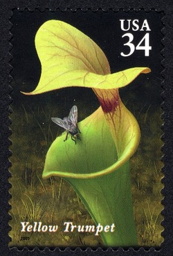 Yellow Trumpet United States Postage Stamp | Carnivorous Plants