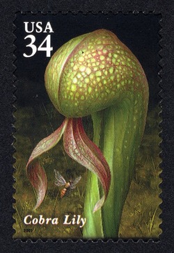 Cobra Lily United States Postage Stamp | Carnivorous Plants