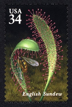 English Sundew United States Postage Stamp | Carnivorous Plants