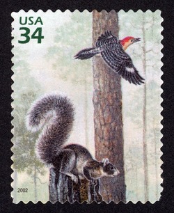 Fox Squirrel and Red-bellied Woodpecker United States Postage Stamp | Longleaf Pine Forest