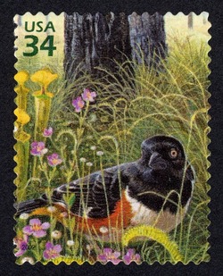 Eastern Towhee United States Postage Stamp | Longleaf Pine Forest